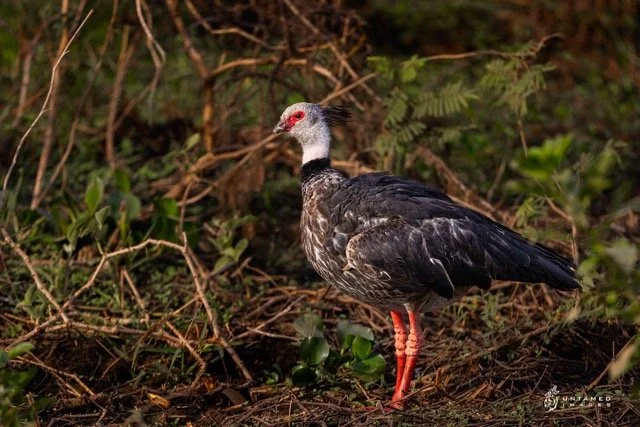 _NT_8835pc Medium.jpeg