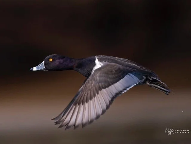 327211314_1467065153820496_6807561777163660478_n Medium.jpeg