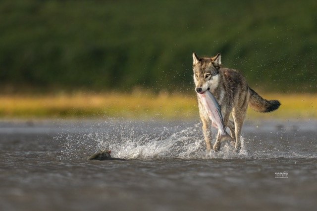 coastal wolf chasing fish carrying fish.wtrmrk 4000 px Medium.jpeg