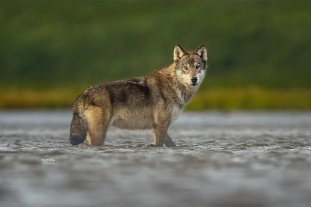 coastal wolf standing in water close up.wtrmrk 4000 px Medium.jpeg