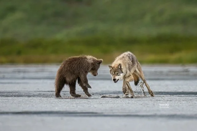 coastal wolf chasing bear cub.wtrmrk 4000 px Medium.jpeg
