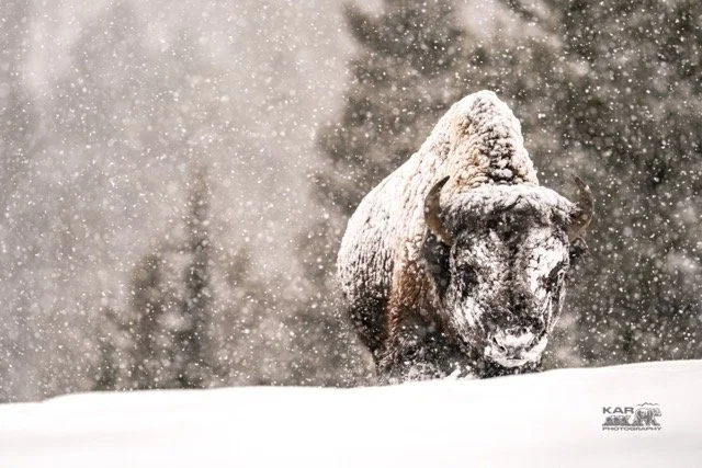 Snowy bull bison walking.wtrmrk 4000 px Medium.jpeg