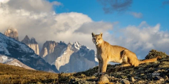 puma in front of mountains 2x1.wtrmrk 4000 px Medium.jpeg