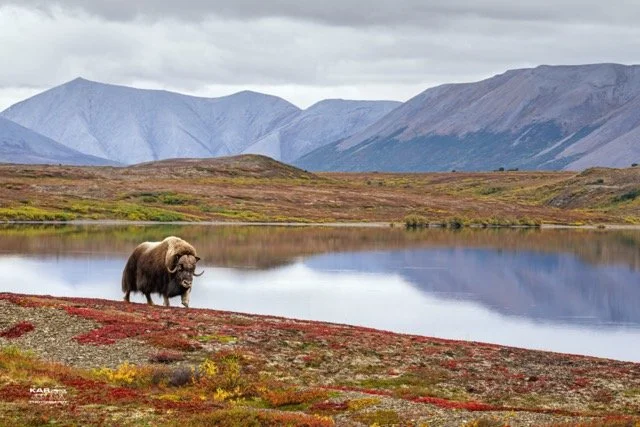 bull musk ox walking by lake.wtrmrk 4000px Medium.jpeg