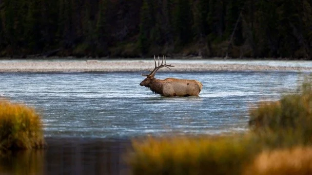 _NT_3421p Medium.jpeg