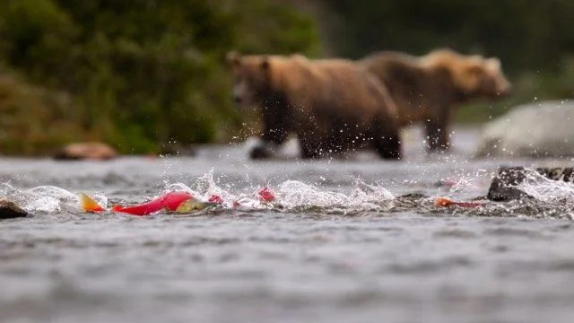 _NT_9045p Medium.jpeg