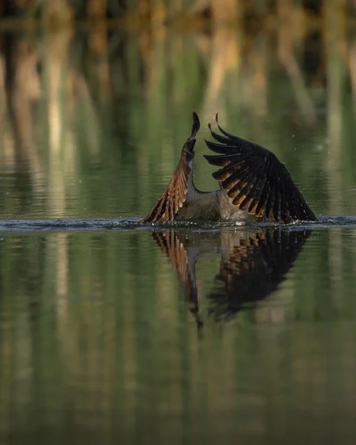 245319036_228408522606290_4521148494448154374_n Medium.jpeg