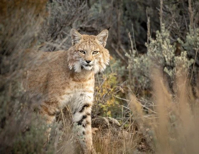 245251573_383067376823796_651010745133437330_n Medium.jpeg