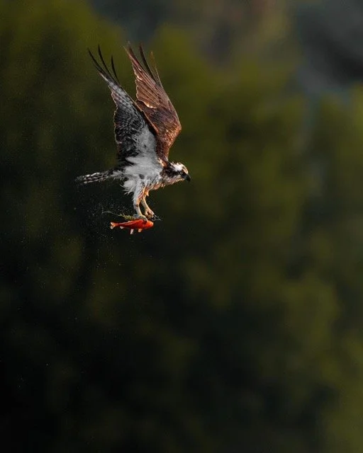 273648551_2816395208657784_2015201661244783255_n Medium.jpeg