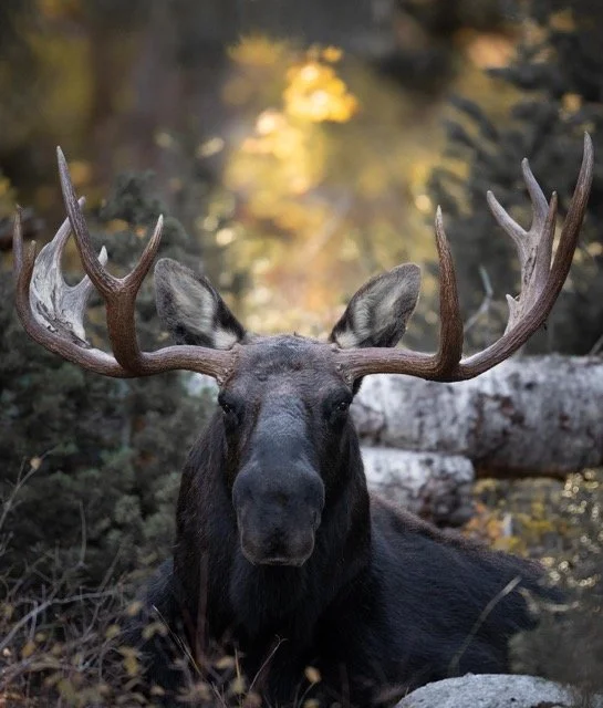 247131418_1050666595743923_6330029904367493020_n Medium.jpeg