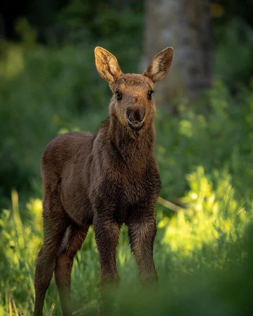 257159066_4687642807941697_1602192289047746232_n Medium.jpeg