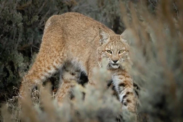 264919664_624468275256079_4620083782471521094_n Medium.jpeg