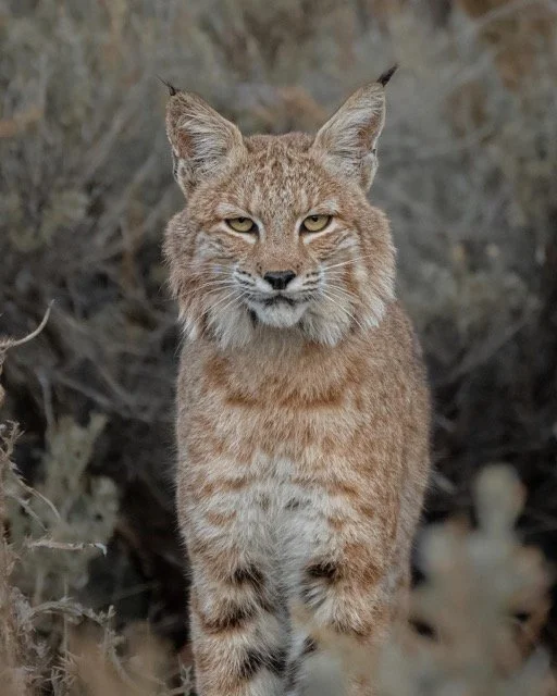 272928786_911636286221152_2095852320869126611_n Medium.jpeg