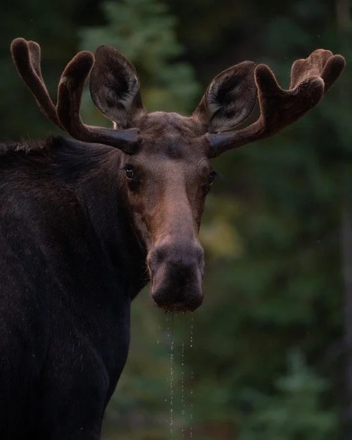 274007934_680400346319853_5223465065201944631_n Medium.jpeg