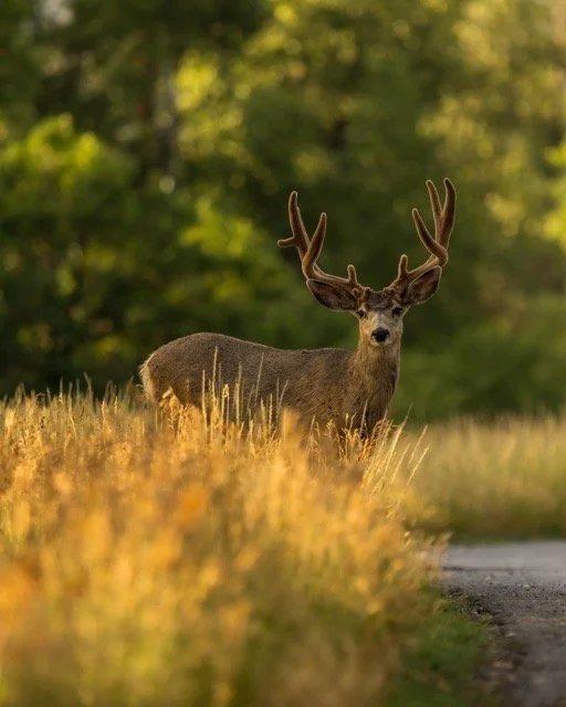 299269200_394222392816190_2914031245049503678_n Medium.jpeg