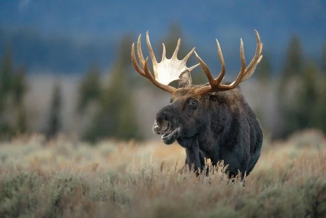 image00056 Medium.jpeg