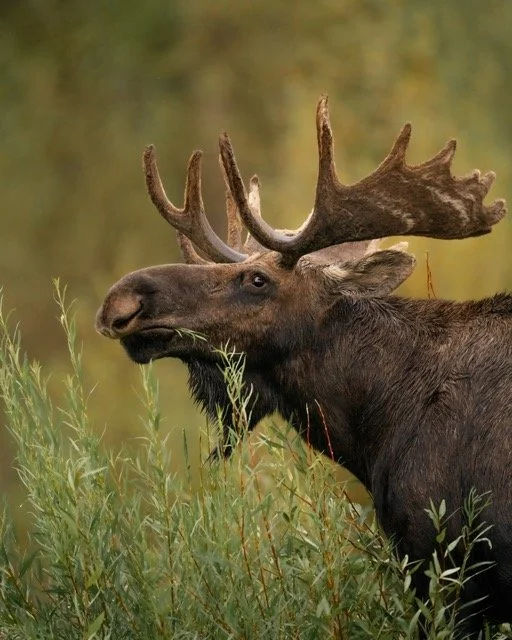 image00055 Medium.jpeg