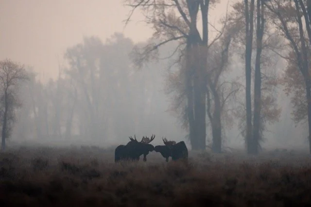 image00054 Medium.jpeg