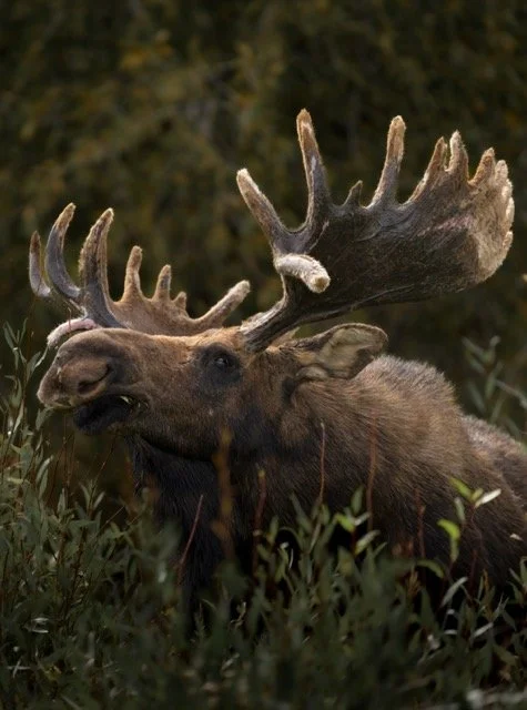 image00005 Medium.jpeg