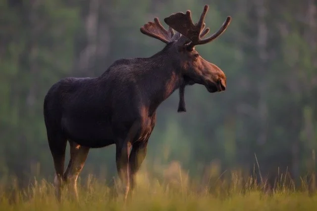 image00006 Medium.jpeg