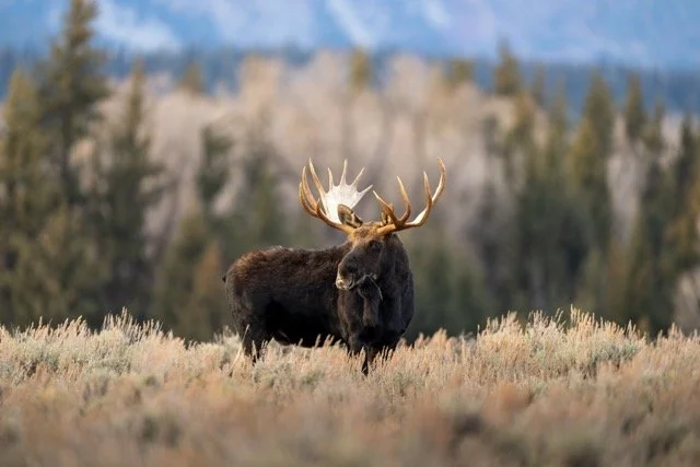 image00004 Medium.jpeg