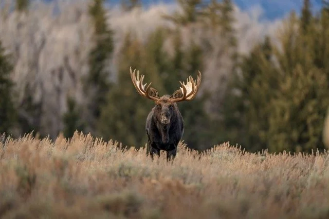 image00003 Medium.jpeg