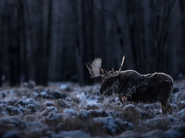 image00001 Medium.jpeg