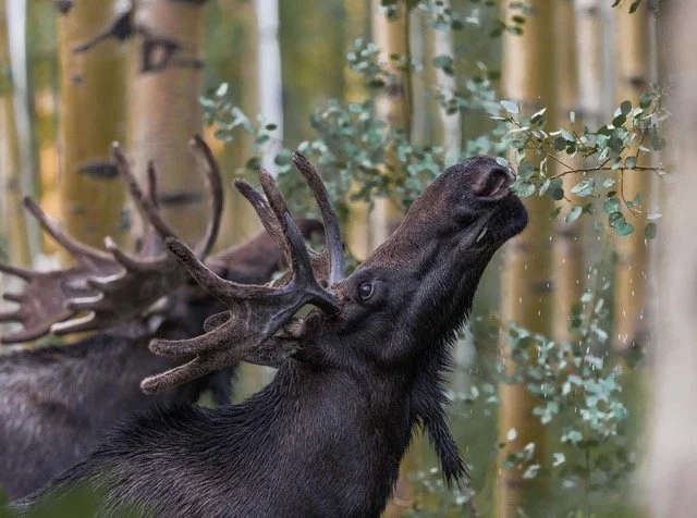 241461411_260005462661579_2807422910155917993_n Medium.jpeg