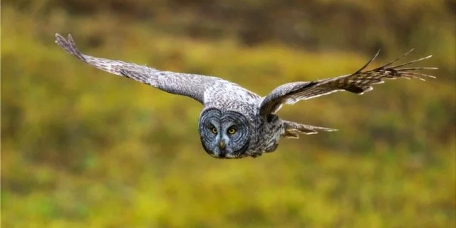 Great Grey Wide Medium.jpeg