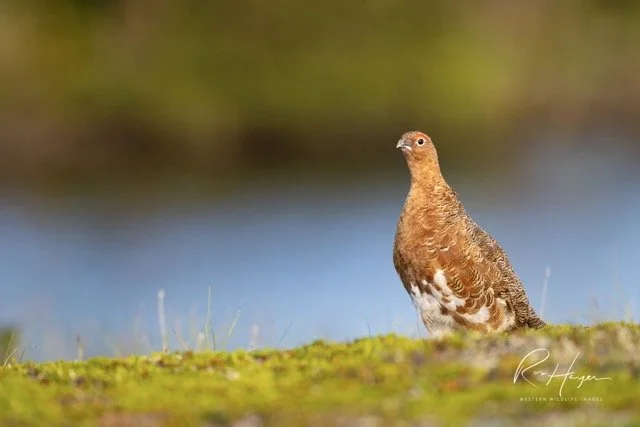 _C5A0021-2-Edit Medium.jpeg