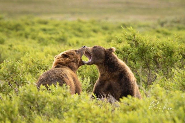 _C5A0646-2-Edit Medium.jpeg