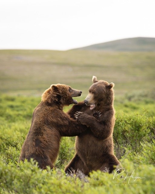 _C5A0685-2-Edit Medium.jpeg