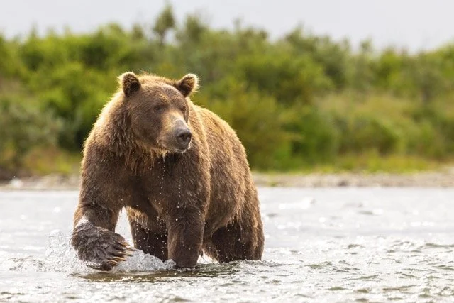 _C5A1175-2-Edit Medium.jpeg