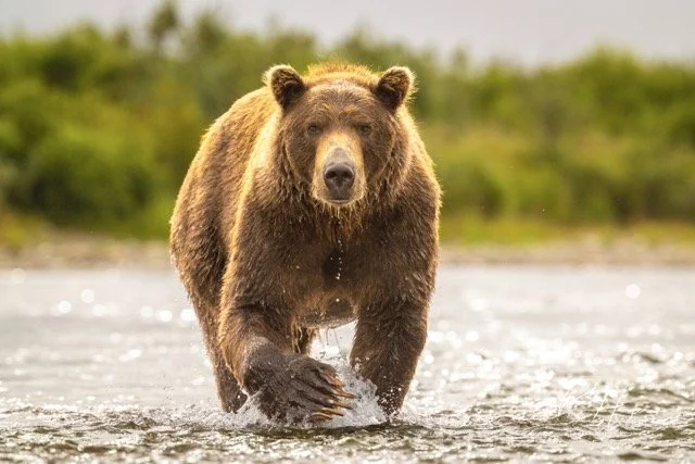 _C5A1228-2-Edit Medium.jpeg