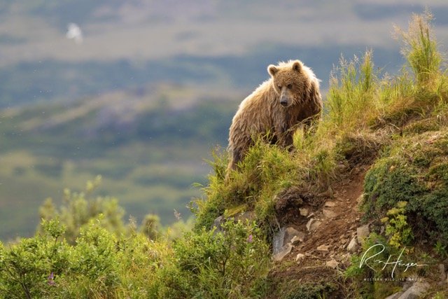 _C5A3112-2-2-Edit Medium.jpeg