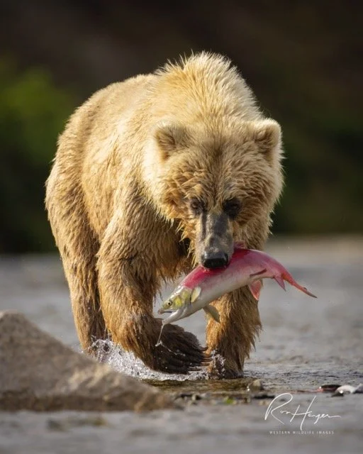 _C5A3556 2-2-Edit Medium.jpeg