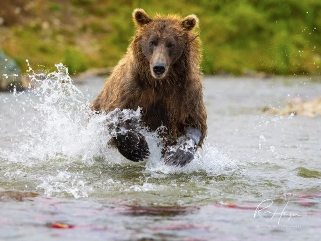 _C5A3945-2 Medium.jpeg