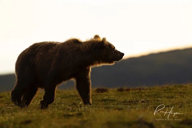 _C5A6371 2-2-Edit Medium.jpeg