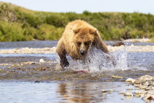 _C5A6551-2-Edit Medium.jpeg