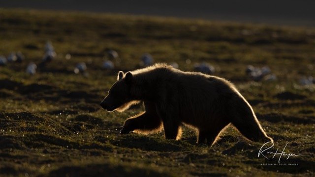 _C5A6707-2-Edit Medium.jpeg