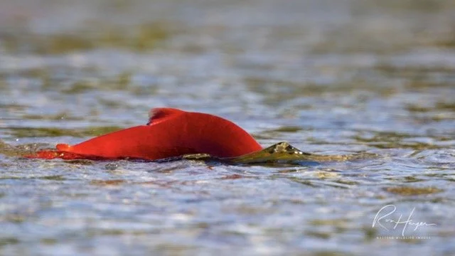 _C5A7290-2 Medium.jpeg