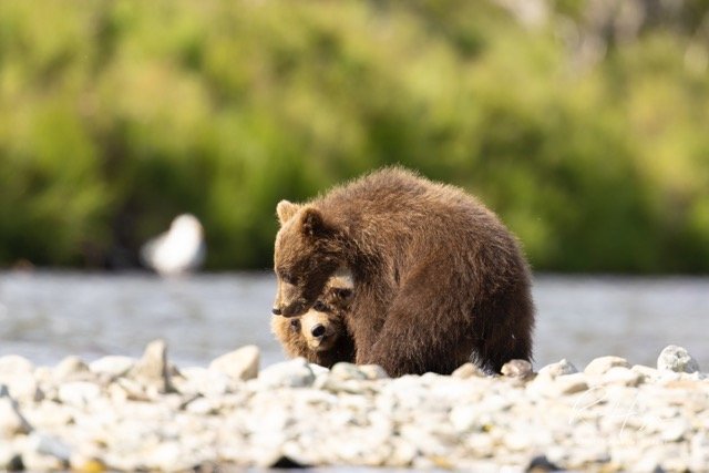 _C5A7731-2-Edit Medium.jpeg