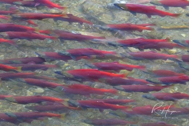 _C5A7776-2-Edit Medium.jpeg