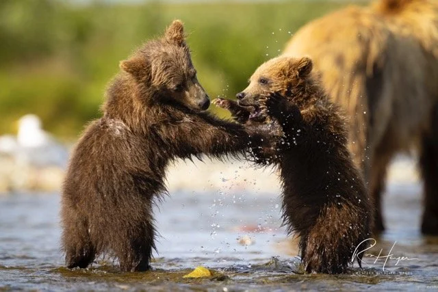 _C5A8268-2-Edit Medium.jpeg