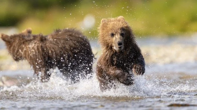 _C5A8372-2 Medium.jpeg