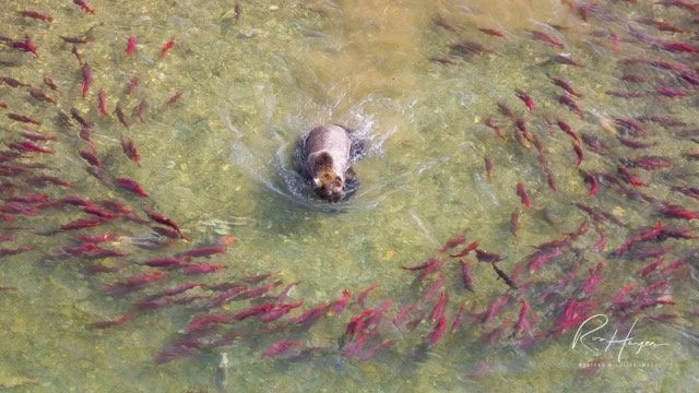 _LH19405-2-Edit Medium.jpeg