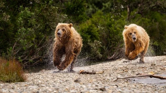 _NT_9812p Medium.jpeg