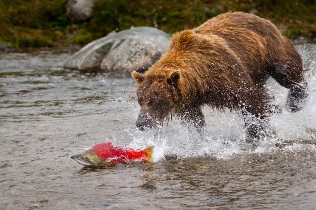 _NT_9891p Medium.jpeg