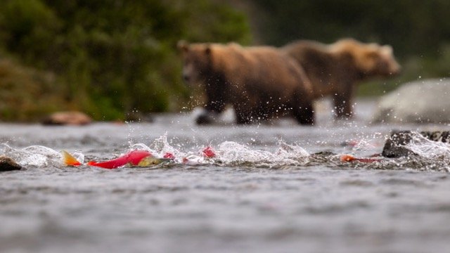 _NT_9045p Medium.jpeg