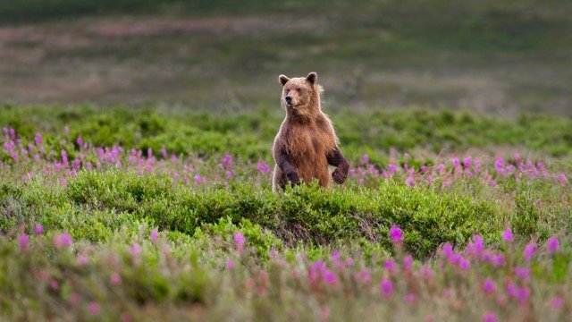 _NT_8837p Medium.jpeg